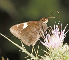 Notocrypta feisthamelii alysos