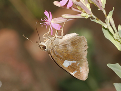 Notocrypta feisthamelii alysos