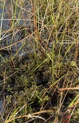 Sphagnum pylaesii