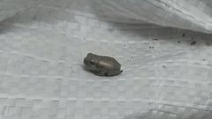 Hyla chrysoscelis
