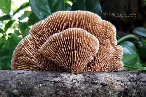 Trametes tenuis