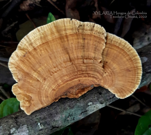 Trametes tenuis
