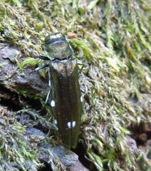 Agrilus biguttatus
