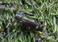 Agrilus biguttatus