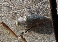 Chrysobothris affinis