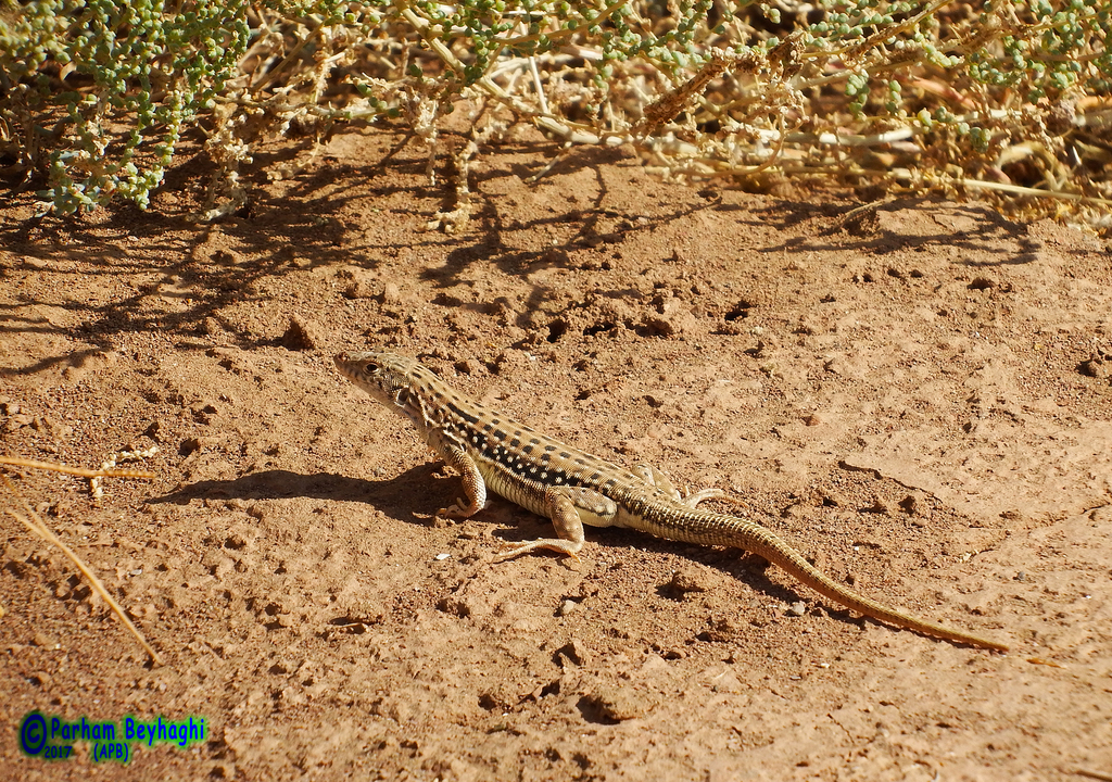 Aralo-Caspian Racerunner