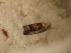 Epinotia ramella