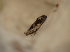 Epinotia ramella
