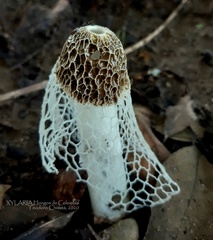 Phallus indusiatus