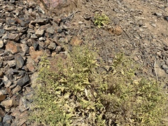 Scrophularia desertorum