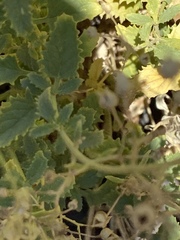 Scrophularia desertorum