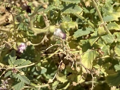 Scrophularia desertorum