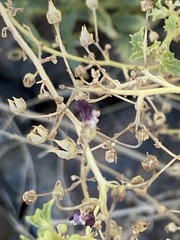 Scrophularia desertorum