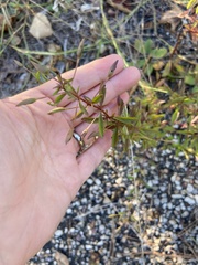 Mecardonia acuminata