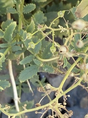 Scrophularia desertorum