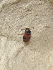 Mycetophagus punctatus