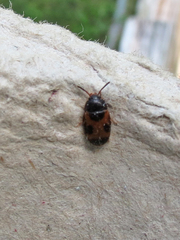 Mycetophagus punctatus