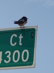 Hirundo rustica