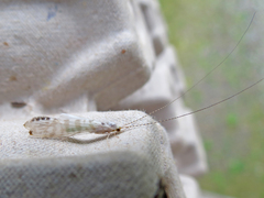 Nectopsyche exquisita