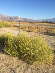 Cleomella palmeri