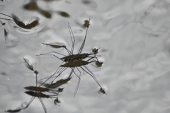 Aquarius chilensis