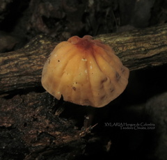 Marasmius