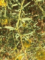 Cleomella palmeri