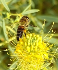 Cleomella palmeri