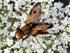 Ectophasia crassipennis
