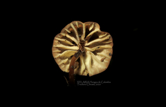 Marasmius