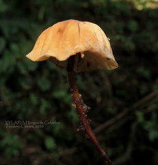 Marasmius