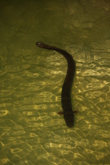 Anguilla marmorata