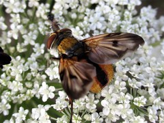 Ectophasia crassipennis