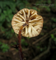 Marasmius