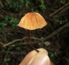 Marasmius