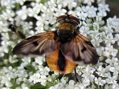 Ectophasia crassipennis