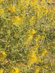 Cleomella palmeri