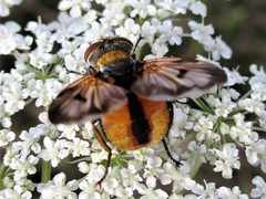 Ectophasia crassipennis