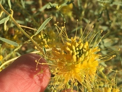Cleomella palmeri