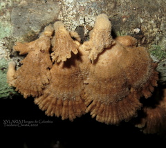Schizophyllum commune