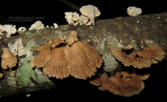 Schizophyllum commune