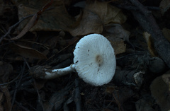 Leucoagaricus sericifer