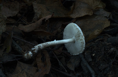 Leucoagaricus sericifer