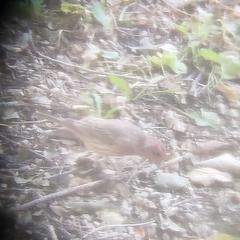 Haemorhous mexicanus