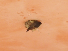 Apus affinis singalensis