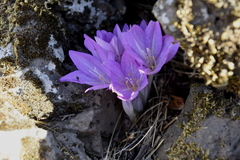 Colchicum feinbruniae