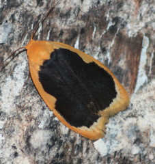 Pseudoblabes oophora