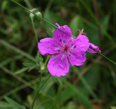 Geranium soboliferum