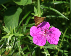Geranium soboliferum