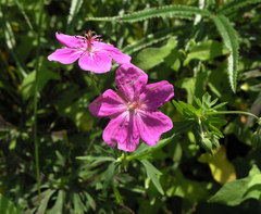 Geranium soboliferum